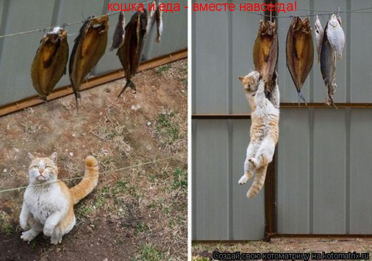 кошка и еда - вместе навсегда!... Котоматрица: кошка и еда - вместе навсегда!