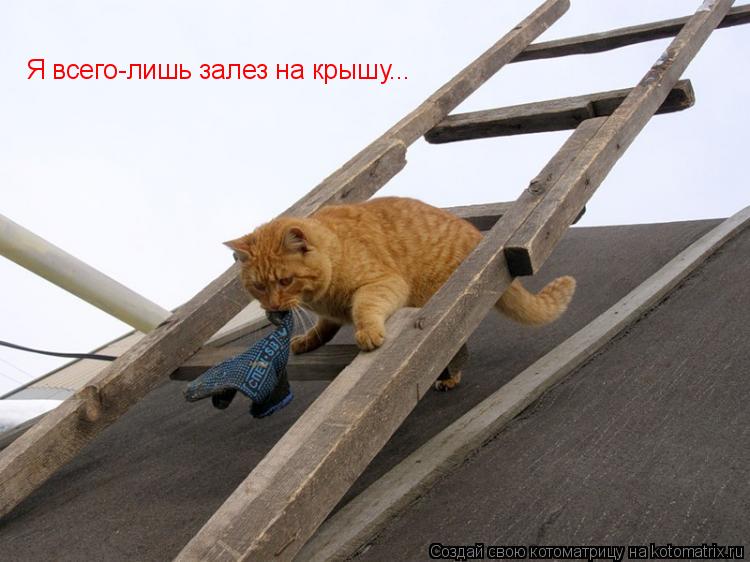 Я всего-лишь залез на крышу...... Котоматрица: Я всего-лишь залез на крышу...