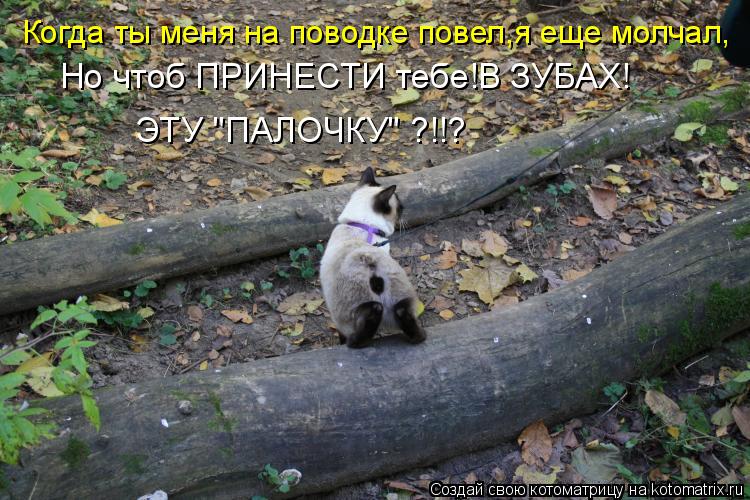 Когда ты меня на поводке повел,я еще молчал, Но чтоб ПРИНЕСТИ тебе!В ЗУБАХ! ЭТУ "ПАЛОЧКУ" ?!!?... Котоматрица: Когда ты меня на поводке повел,я еще молчал, Но чтоб ПРИНЕСТИ тебе!В ЗУБАХ! ЭТУ "ПАЛОЧКУ" ?!!?