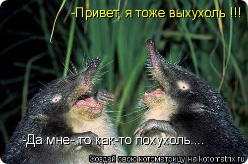 -Да мне- то как-то похухоль.... -Привет, я тоже выхухоль !!!... Котоматрица: -Да мне- то как-то похухоль.... -Привет, я тоже выхухоль !!!