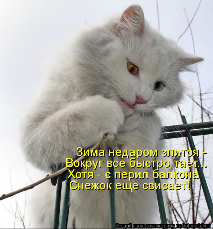 Зима недаром злится - Вокруг все быстро тает... Хотя - с перил балкона Снежок еще свисает!... Котоматрица: Зима недаром злится - Вокруг все быстро тает... Хотя - с перил балкона Снежок еще свисает!