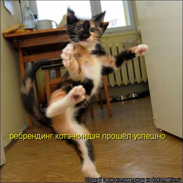 ребрендинг котэ-ниндзя прошёл успешно... Котоматрица: ребрендинг котэ-ниндзя прошёл успешно