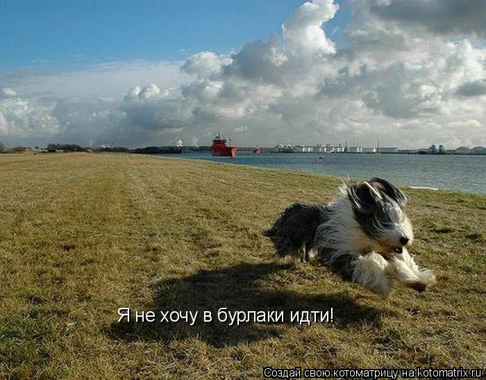 Я не хочу в бурлаки идти!... Котоматрица: Я не хочу в бурлаки идти!