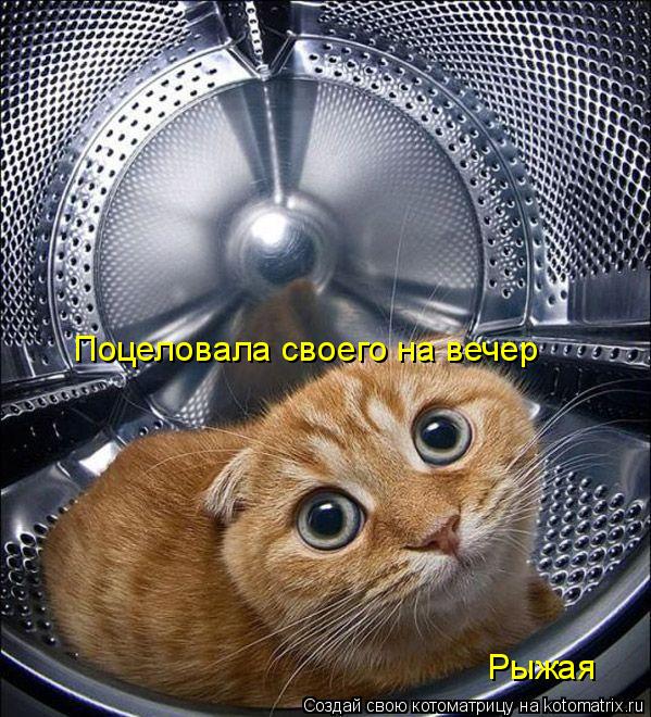 Поцеловала своего на вечер Рыжая... Котоматрица: Поцеловала своего на вечер Рыжая