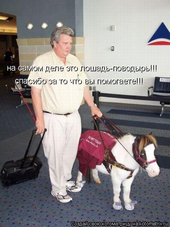 на самом деле это лошадь-поводырь!!! спасибо за то что вы помогаете!!!... Котоматрица: на самом деле это лошадь-поводырь!!! спасибо за то что вы помогаете!!!