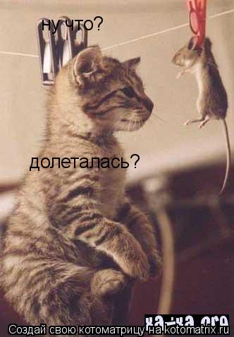 ну что? долеталась?... Котоматрица: ну что? долеталась?