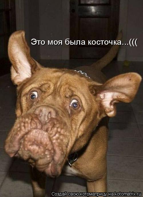 Это моя была косточка...(((... Котоматрица: Это моя была косточка...(((