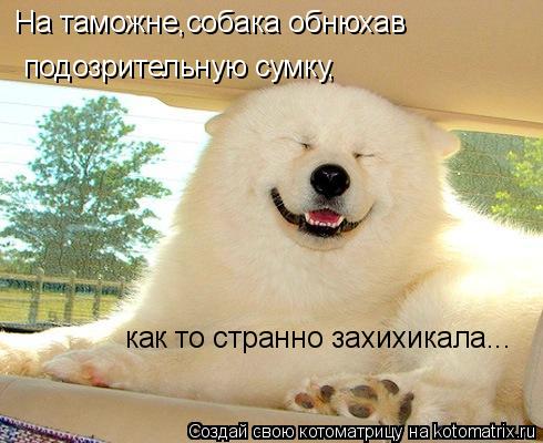 На таможне,собака обнюхав подозрительную сумку, как то странно захихикала...... Котоматрица: На таможне,собака обнюхав подозрительную сумку, как то странно захихикала...