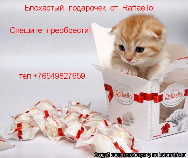Блохастый подарочек от Raffaello! Спешите преобрести! тел:+76549827659... Котоматрица: Блохастый подарочек от Raffaello! Спешите преобрести! тел:+76549827659