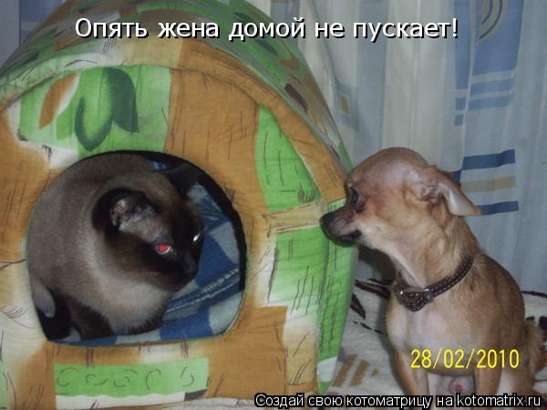 Опять жена домой не пускает!... Котоматрица: Опять жена домой не пускает!