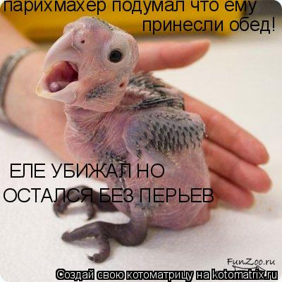 парихмахер подумал что ему принесли обед! ЕЛЕ УБИЖАЛ НО ОСТАЛСЯ БЕЗ ПЕРЬЕВ... Котоматрица: парихмахер подумал что ему принесли обед! ЕЛЕ УБИЖАЛ НО ОСТАЛСЯ БЕЗ ПЕРЬЕВ