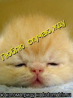 Люблю, скучаю,жду Люблю, скучаю,жду... Котоматрица: Люблю, скучаю,жду Люблю, скучаю,жду