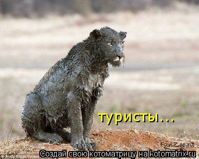 туристы...... Котоматрица: туристы...