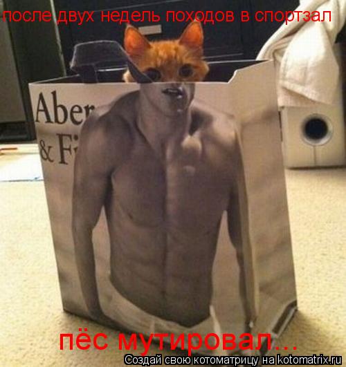 после двух недель походов в спортзал пёс мутировал...... Котоматрица: после двух недель походов в спортзал пёс мутировал...