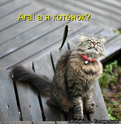 Ага! а я котёнок?... Котоматрица: Ага! а я котёнок?