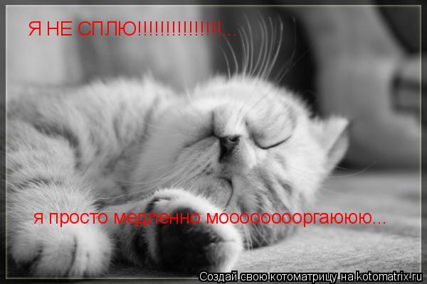 Я НЕ СПЛЮ!!!!!!!!!!!!!!!... я просто медленно мооооооооргаююю...... Котоматрица: Я НЕ СПЛЮ!!!!!!!!!!!!!!!... я просто медленно мооооооооргаююю...