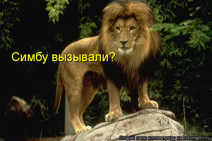 Симбу вызывали?... Котоматрица: Симбу вызывали?