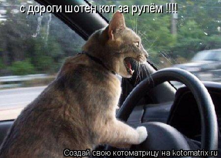 с дороги шотен кот за рулём !!!!... Котоматрица: с дороги шотен кот за рулём !!!!