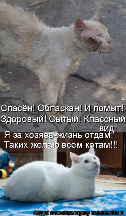 Спасён! Обласкан! И помыт! Здоровый! Сытый! Классный вид! Я за хозяев-жизнь отдам! Таких желаю всем к... Котоматрица: Спасён! Обласкан! И помыт! Здоровый! Сытый! Классный вид! Я за хозяев-жизнь отдам! Таких желаю всем котам!!!
