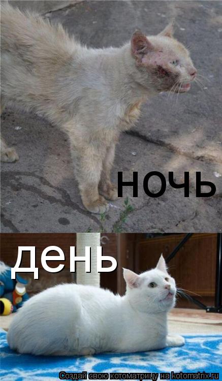 ночь день... Котоматрица: ночь день