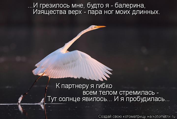 ...И грезилось мне, будто я - балерина, Изящества верх - пара ног моих длинных. К партнеру я гибко вс... Котоматрица: ...И грезилось мне, будто я - балерина, Изящества верх - пара ног моих длинных. К партнеру я гибко всем телом стремилась - Тут солнце явилось... И