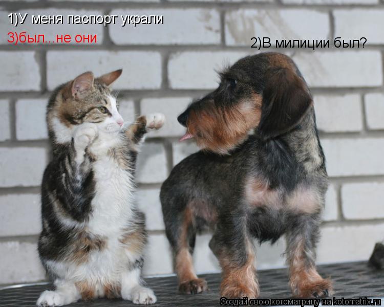 1)У меня паспорт украли 2)В милиции был? 3)был...не они... Котоматрица: 1)У меня паспорт украли 2)В милиции был? 3)был...не они