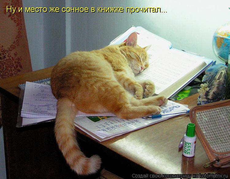 Ну и место же сонное в книжке прочитал...... Котоматрица: Ну и место же сонное в книжке прочитал...