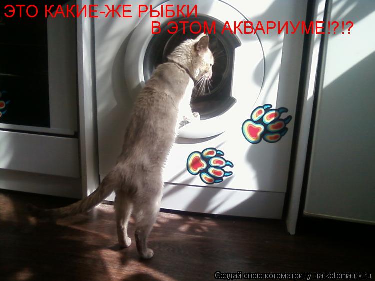ЭТО КАКИЕ-ЖЕ РЫБКИ ЭТО КАКИЕ-ЖЕ РЫБКИ В ЭТОМ АКВАРИУМЕ!?!?... Котоматрица: ЭТО КАКИЕ-ЖЕ РЫБКИ ЭТО КАКИЕ-ЖЕ РЫБКИ В ЭТОМ АКВАРИУМЕ!?!?