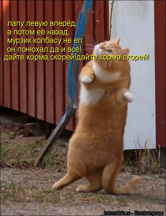 лапу левую вперёд, а потом её назад, мурзик колбасу не ел он понюхал да и всё! дайте корма,скорей!дай... Котоматрица: лапу левую вперёд, а потом её назад, мурзик колбасу не ел он понюхал да и всё! дайте корма,скорей!дайте корма скорей!