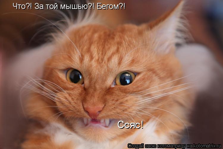 Что?! За той мышью?! Бегом?! Ссяс!... Котоматрица: Что?! За той мышью?! Бегом?! Ссяс!