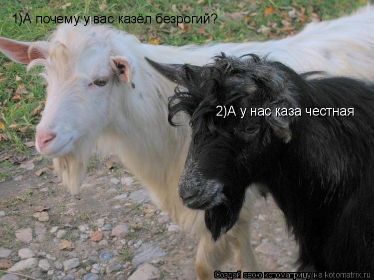 1)А почему у вас казёл безрогий? 2)А у нас каза честная... Котоматрица: 1)А почему у вас казёл безрогий? 2)А у нас каза честная