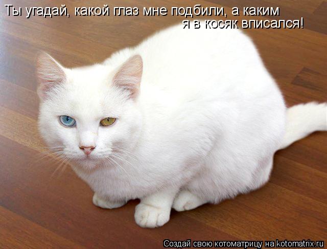 Ты угадай, какой глаз мне подбили, а каким я в косяк вписался!... Котоматрица: Ты угадай, какой глаз мне подбили, а каким я в косяк вписался!