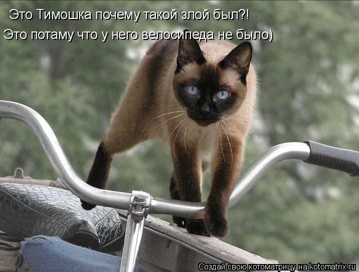 Это Тимошка почему такой злой был?! Это потаму что у него велосипеда не было)... Котоматрица: Это Тимошка почему такой злой был?! Это потаму что у него велосипеда не было)