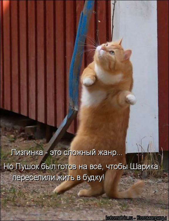Лизгинка - это сложный жанр... Но Пушок был готов на всё, чтобы Шарика переселили жить в будку!... Котоматрица: Лизгинка - это сложный жанр... Но Пушок был готов на всё, чтобы Шарика переселили жить в будку!