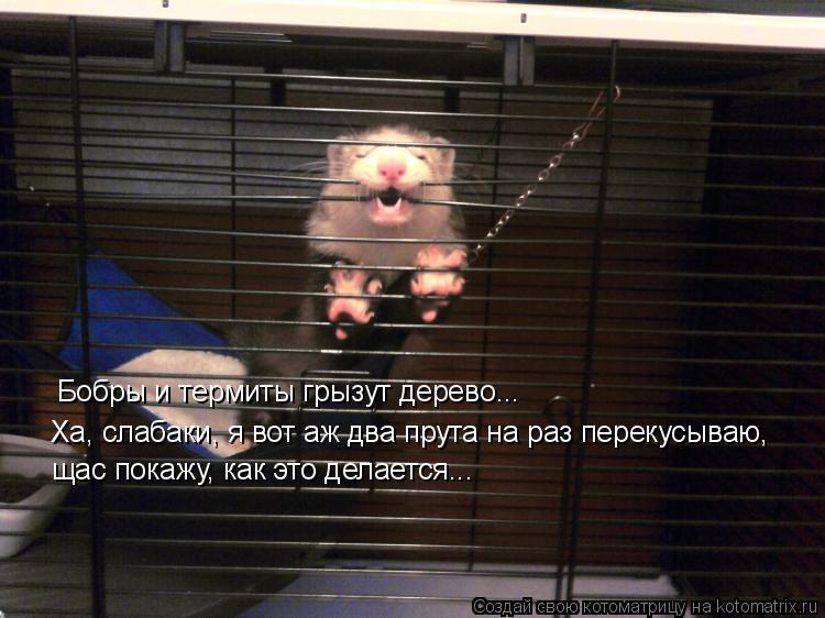 Бобры и термиты грызут дерево... Ха, слабаки, я вот аж два прута на раз перекусываю, щас покажу, как ... Котоматрица: Бобры и термиты грызут дерево... Ха, слабаки, я вот аж два прута на раз перекусываю, щас покажу, как это делается...