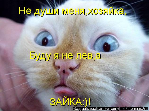 Не души меня,хозяйка, Буду я не лев,а ЗАЙКА:)!... Котоматрица: Не души меня,хозяйка, Буду я не лев,а ЗАЙКА:)!