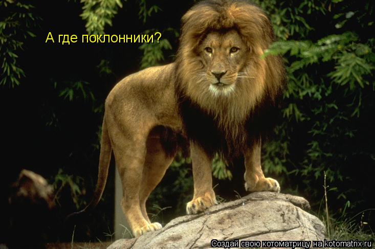 А где поклонники?... Котоматрица: А где поклонники?