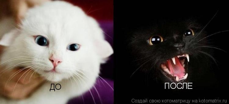 ДО ПОСЛЕ... Котоматрица: ДО ПОСЛЕ