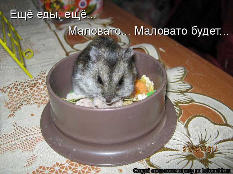Маловато... Маловато будет... Ещё еды, ещё...... Котоматрица: Маловато... Маловато будет... Ещё еды, ещё...