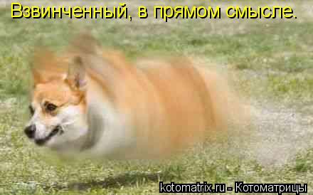 Взвинченный, в прямом смысле.... Котоматрица: Взвинченный, в прямом смысле.