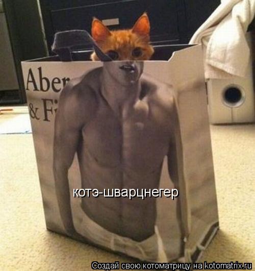 котэ-шварцнегер... Котоматрица: котэ-шварцнегер