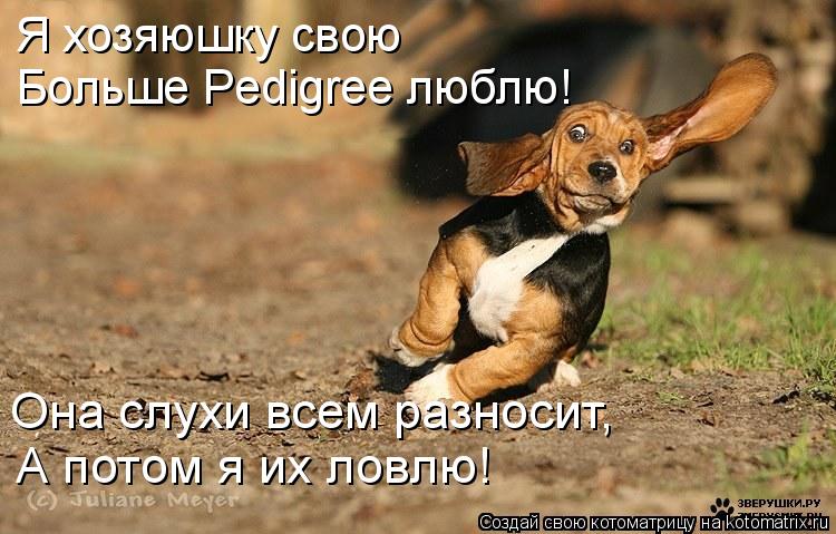 Котоматрица: Я хозяюшку свою Больше Pedigree люблю! Она слухи всем разносит, А потом я их ловлю!