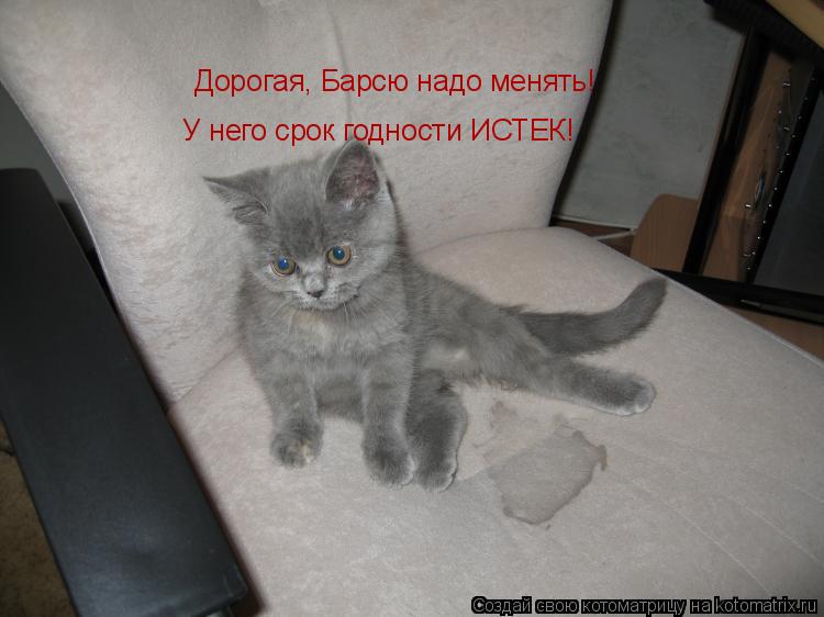 Дорогая, Барсю надо менять! У него срок годности ИСТЕК!... Котоматрица: Дорогая, Барсю надо менять! У него срок годности ИСТЕК!