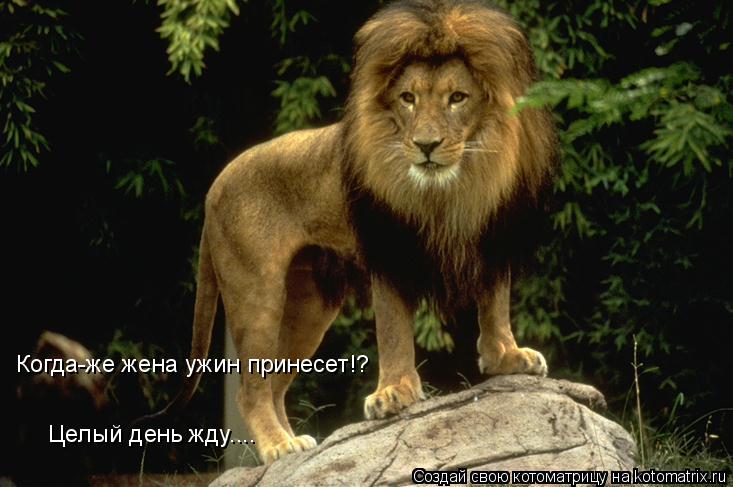 Котоматрица: Когда-же жена ужин принесет!? Целый день жду.... Целый день жду....