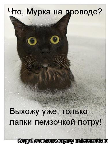 Котоматрица: Что, Мурка на проводе? Выхожу уже, только  лапки пемзочкой потру!