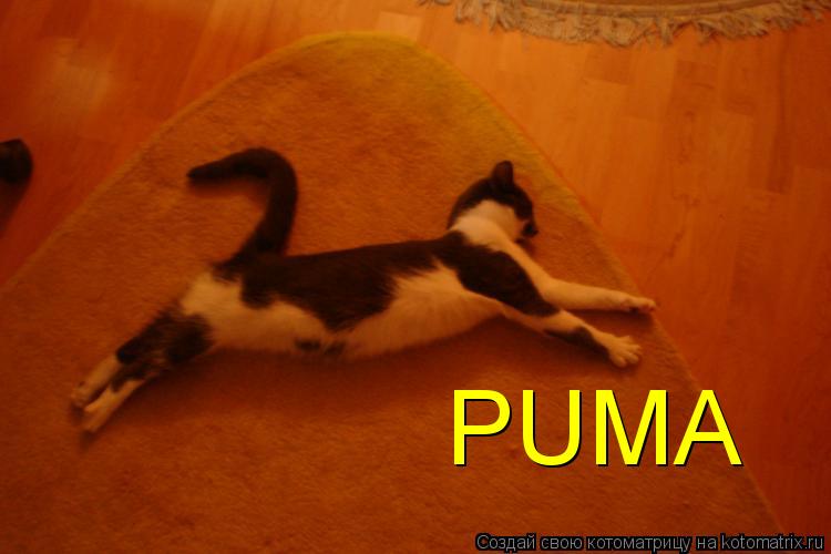 Котоматрица: PUMA