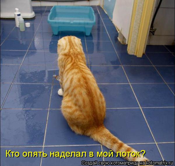 Котоматрица: Кто опять наделал в мой лоток?