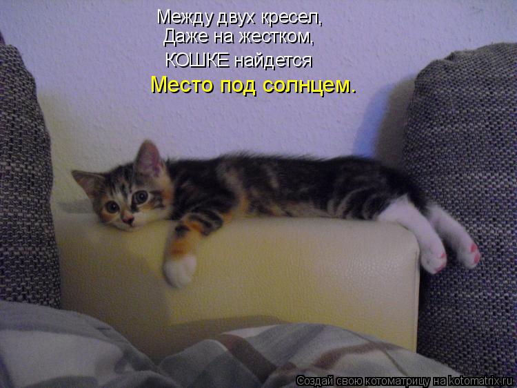 Котоматрица: Между двух кресел, Даже на жестком, КОШКЕ найдется Место под солнцем.