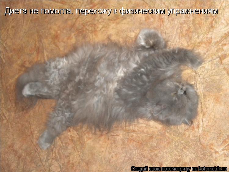 Котоматрица: Диета не помогла, перехожу к физическим упражнениям