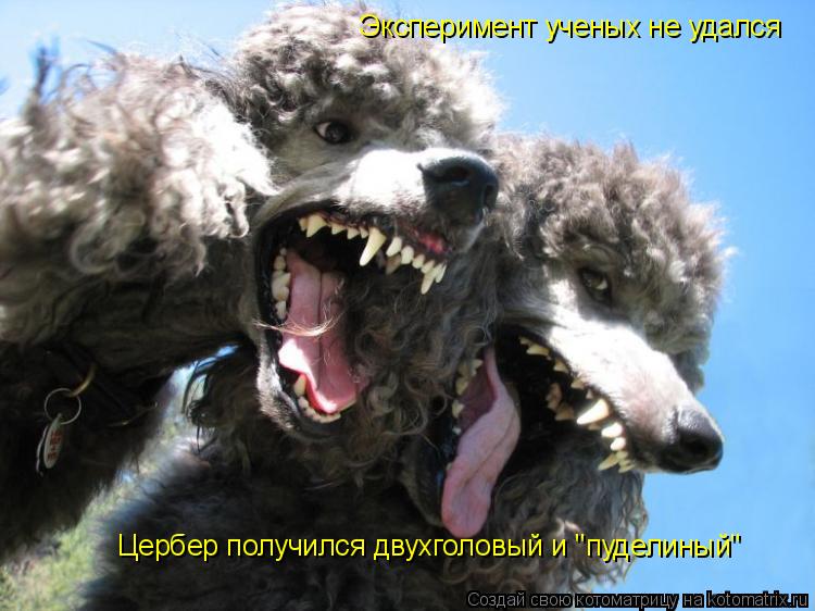 Котоматрица: Эксперимент ученых не удался Цербер получился двухголовый и "пуделиный"